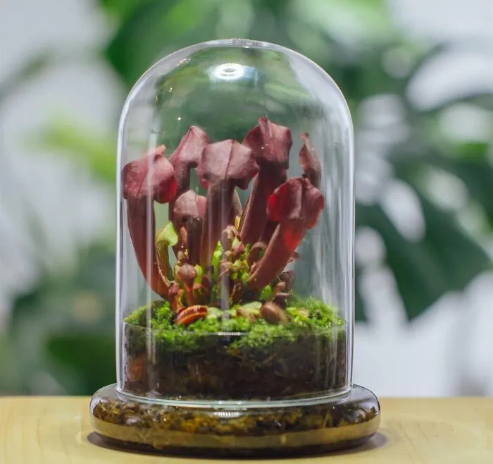 Your Most Dramatic Fern Or Diva Succulent Is About To Get The Fancy, Climate-Controlled Biodome It Clearly Thinks It Deserves With This <a Style="Display:inline;" Href="Https://Www.amazon.com/Ncyp-Small-Clear-Glass-Airhole/Dp/B0b6vqs397?content-ID=amzn1.sym.70fcaece-2dd2-4653-BF00-Fb6af1af1b93%3aamzn1.sym.70fcaece-2dd2-4653-BF00-Fb6af1af1b93&crid=2wsest94zjrlf&cv_ct_cx=artsy%2bgifts&keywords=artsy%2bgifts&pd_rd_i=b0b6vqs397&pd_rd_r=c6c0ac90-66d7-4c63-87d3-6dc71c7b169a&pd_rd_w=koulm&pd_rd_wg=ooe6o&pf_rd_p=70fcaece-2dd2-4653-BF00-Fb6af1af1b93&pf_rd_r=4qa4tbc6bejse29qe6hf&qid=1749542728&sbo=9zomt9jm0jh%2ft%2bwi68idsa%3d%3d&sprefix=artsy%2caps%2c208&sr=1-5-E169343e-09af-4d41-85b1-8335fe8f32d0-Spons&sp_csd=d2lkz2v0tmftzt1zcf9zzwfyy2hfdghlbwf0awm&th=1&linkcode=ll1&tag=bphippopotamus-20&linkid=aad9f5c0375679ddc5822c6fc0bb6ee9&language=en_us&ref_=as_li_ss_tl" Target="_blank"><span Style="Font: Inherit; Color: #d74b1f;"> Glass Dome Plant Terrarium</Span>