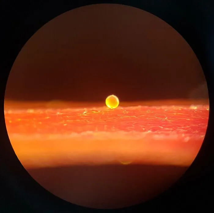 A Single Pollen Grain On Saffron. Looks Like A Micro Sunset