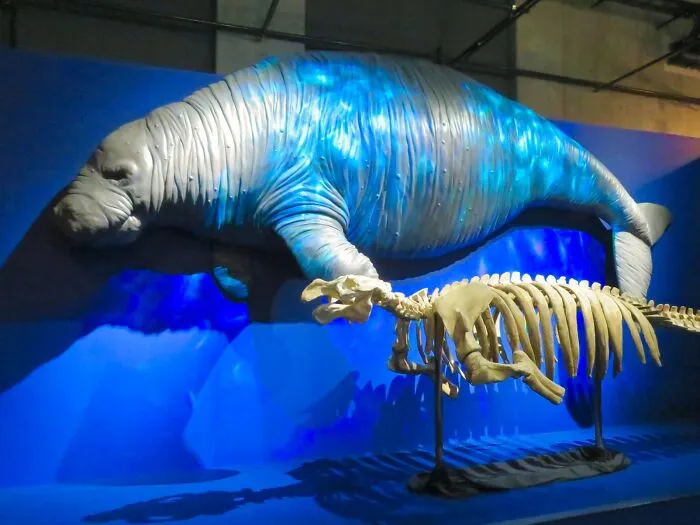 Steller's Sea Cow - Extinct 1768