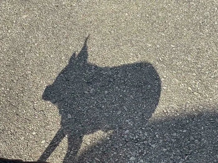 Shadow on pavement resembling a cool and interesting shape, showcasing bizarre shadows that made people look twice.