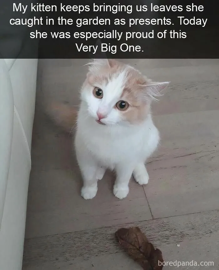 50 Hilariously Relatable Cat Memes That Are Probably Better Than Therapy