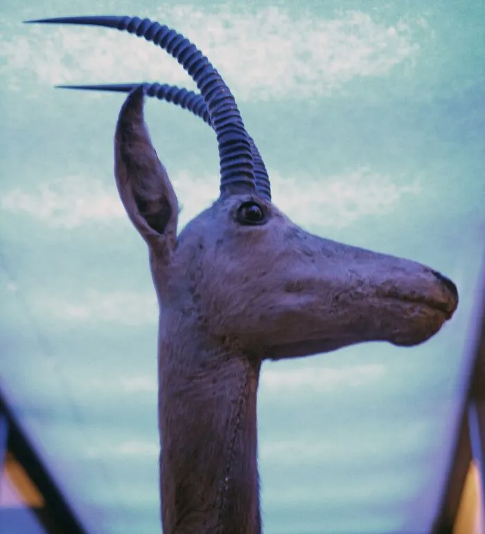 Mounted head of an extinct antelope species with long curved horns, representing animals that sadly went extinct.