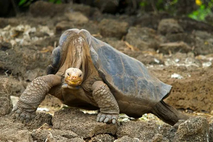 Pinta Island Tortoise - Extinct 2012