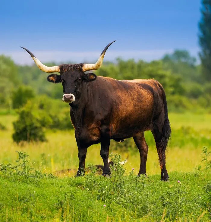 A large horned animal standing in a green field, representing animals that sadly went extinct and why.