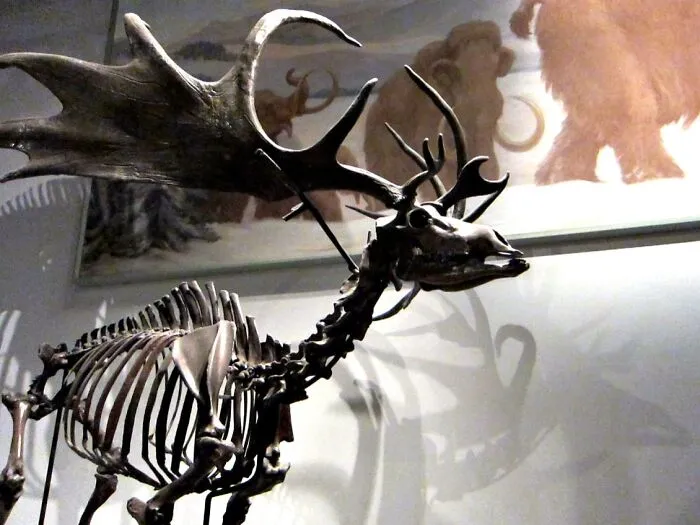 Skeleton of an extinct animal with large antlers displayed in a museum, representing animals that sadly went extinct.