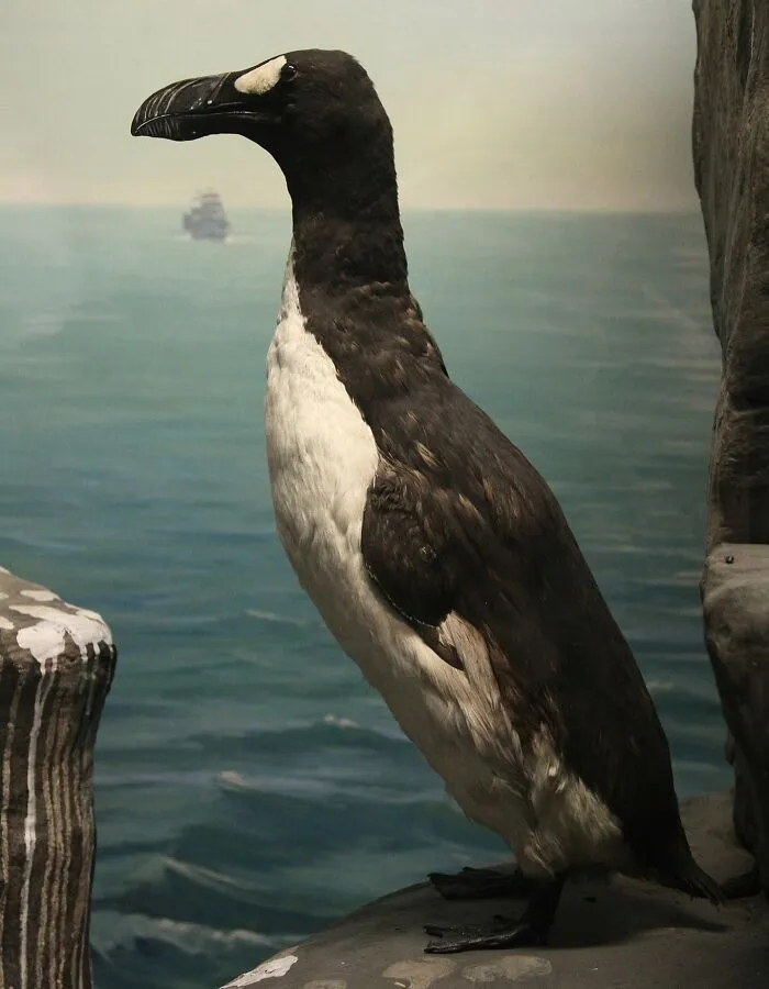 Great Auk - Extinct 1852
