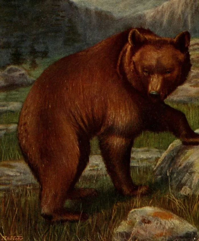 Painting of a large brown bear in a rocky grassy area, representing one of the animals that sadly went extinct and why.