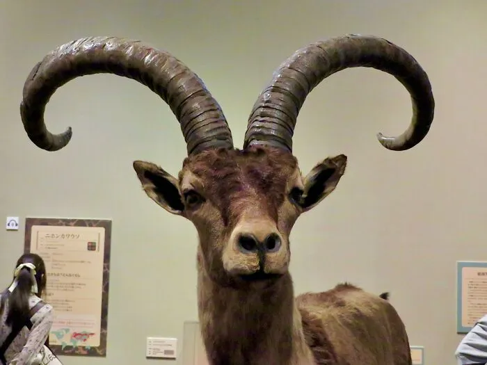 Pyrenean Ibex - Extinct Around 2000