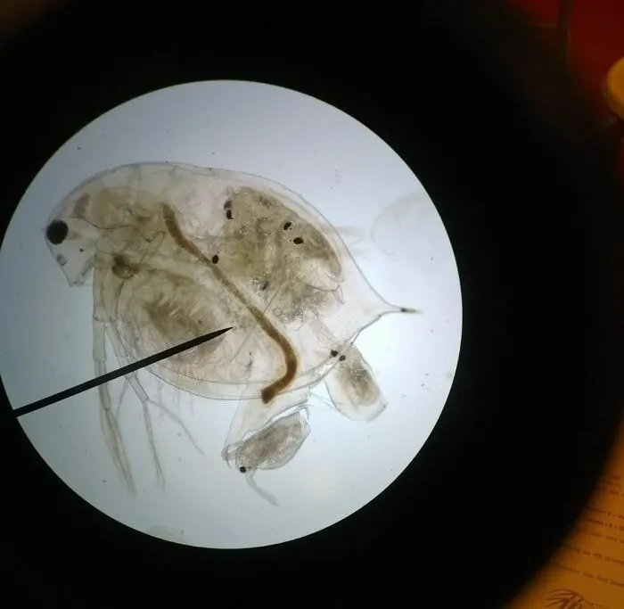 My Friend Looked At His Microscope The Exact Second This Water Flea Was Having 6 Babies