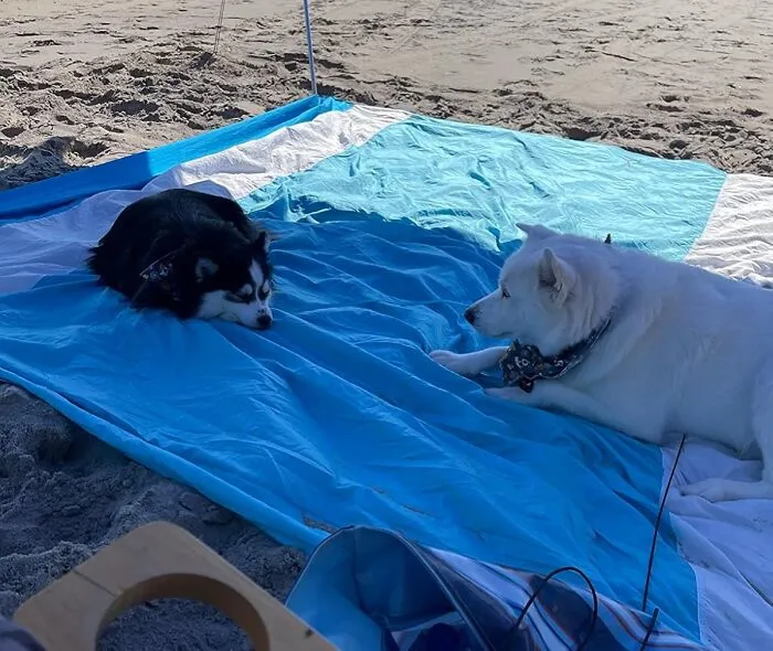 Tell Sand To Politely See Itself Out From Your Lounging Zone With This Impressively Large <a Style="Display:inline;" Href="Https://Www.amazon.com/Sun-Ninja-Sand-Beach-Blanket/Dp/B08mqlxzmz?ie=utf8&th=1&linkcode=ll1&tag=bpowl-20&linkid=1c6d7dac1cc9049b15c23be9f6ea3115&language=en_us&ref_=as_li_ss_tl" Target="_blank"><span Style="Font: Inherit; Color: #d74b1f;"> 10 Foot Sand-Free Beach Blanket</Span>