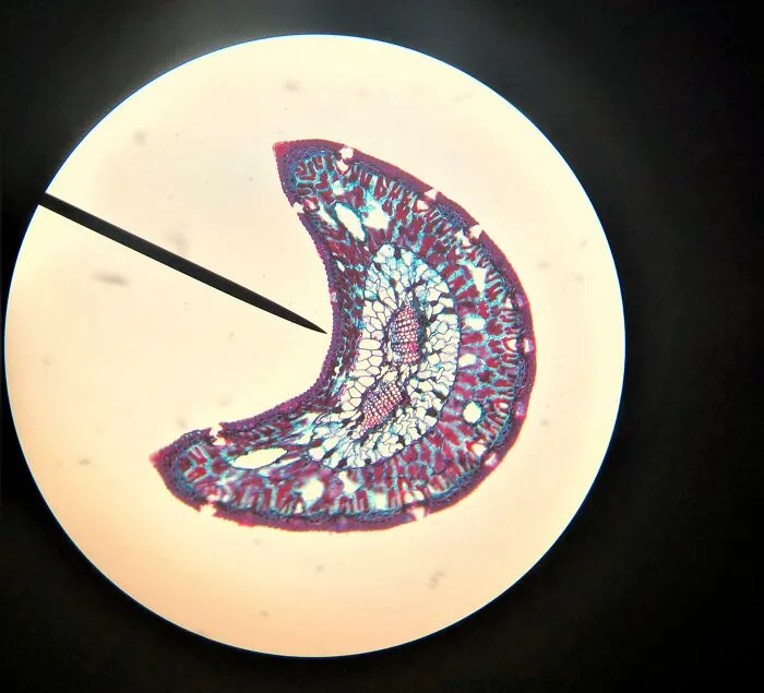 This Is What A Cross Section Of A Pine Tree Needle Looks Like (Photo Taken Through My Microscope)