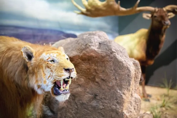 Taxidermy display of extinct animals including a saber-toothed tiger and moose, representing animals that sadly went extinct.