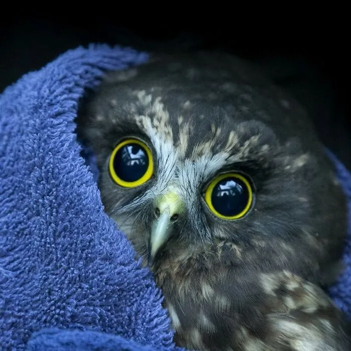 48 Funny Owl Moments During Vet Checkups Where They Had To Be Wrapped In Towels Like Burritos