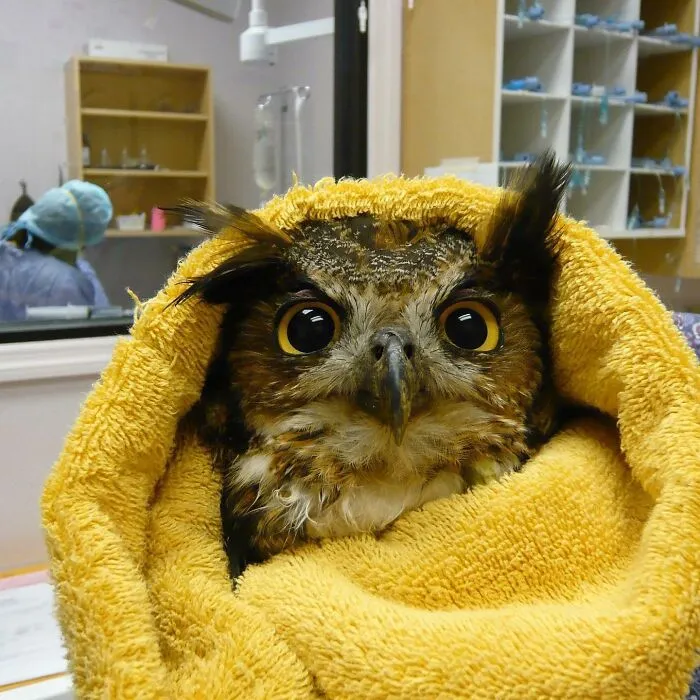 48 Funny Owl Moments During Vet Checkups Where They Had To Be Wrapped In Towels Like Burritos