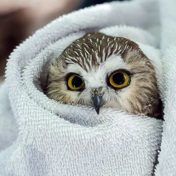 48 Funny Owl Moments During Vet Checkups Where They Had To Be Wrapped In Towels Like Burritos