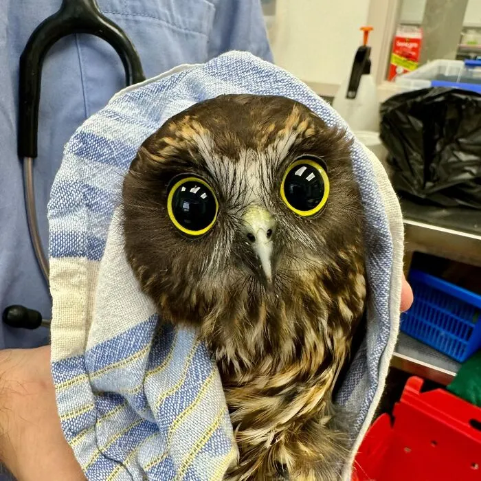 48 Funny Owl Moments During Vet Checkups Where They Had To Be Wrapped In Towels Like Burritos