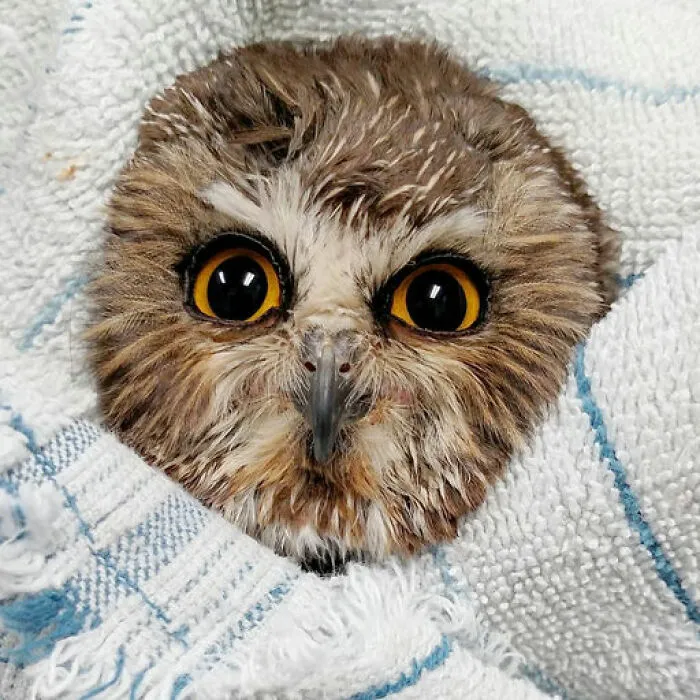 48 Funny Owl Moments During Vet Checkups Where They Had To Be Wrapped In Towels Like Burritos