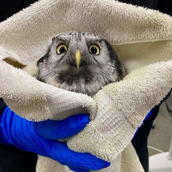 48 Funny Owl Moments During Vet Checkups Where They Had To Be Wrapped In Towels Like Burritos