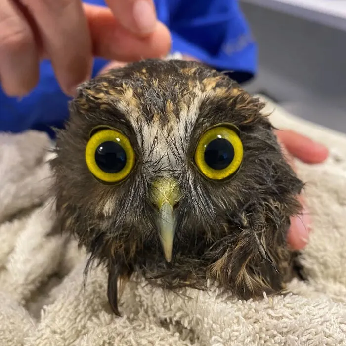 48 Funny Owl Moments During Vet Checkups Where They Had To Be Wrapped In Towels Like Burritos