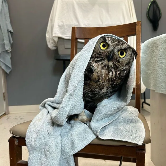 48 Funny Owl Moments During Vet Checkups Where They Had To Be Wrapped In Towels Like Burritos