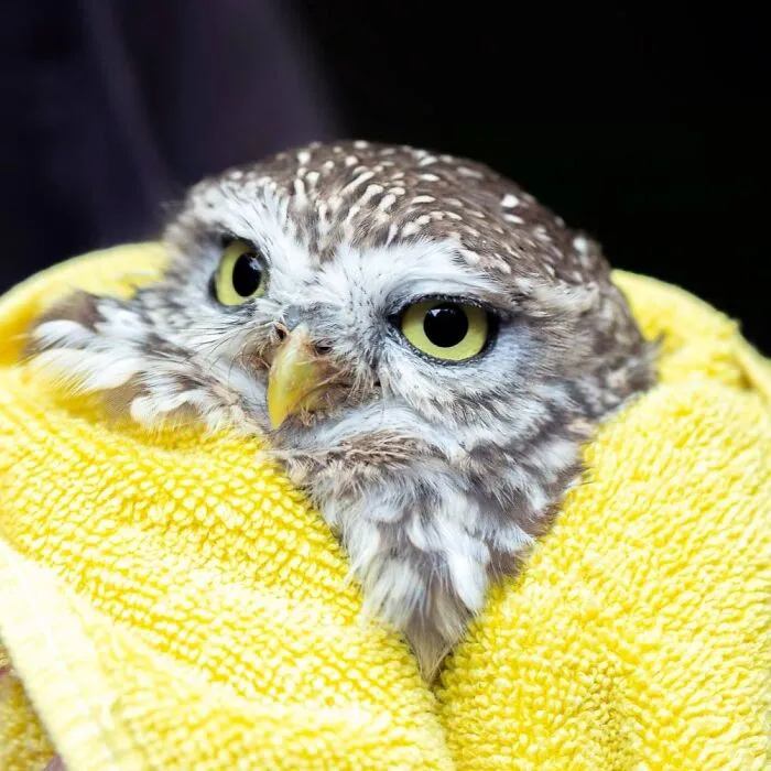 48 Funny Owl Moments During Vet Checkups Where They Had To Be Wrapped In Towels Like Burritos