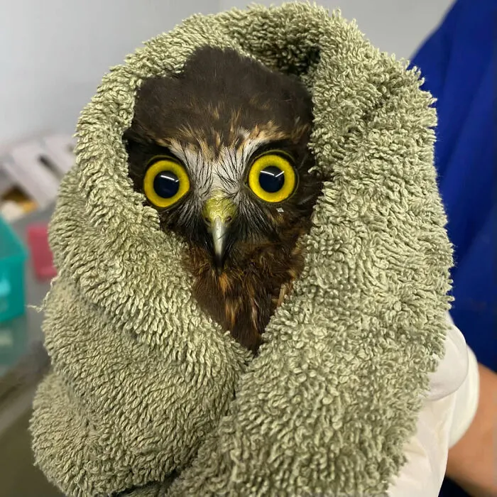 48 Funny Owl Moments During Vet Checkups Where They Had To Be Wrapped In Towels Like Burritos