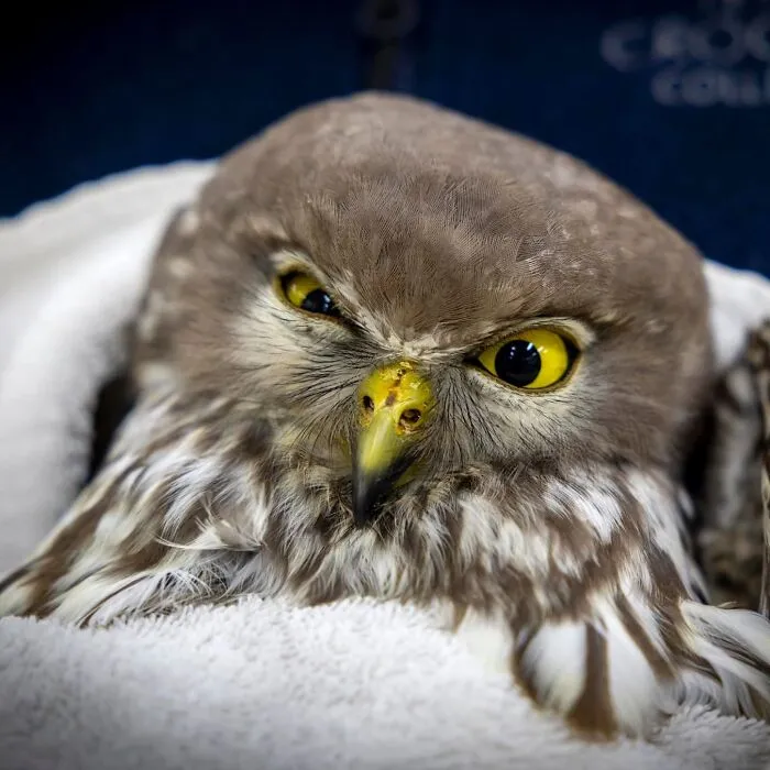48 Funny Owl Moments During Vet Checkups Where They Had To Be Wrapped In Towels Like Burritos