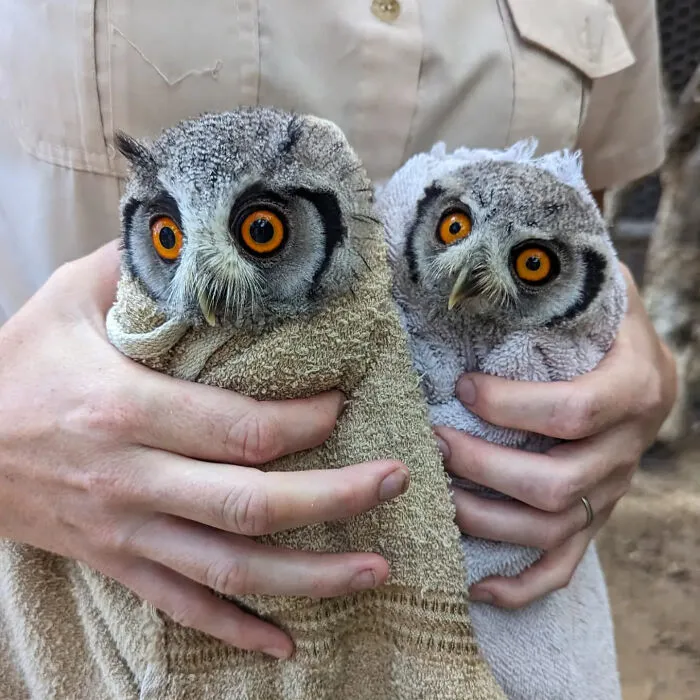 48 Funny Owl Moments During Vet Checkups Where They Had To Be Wrapped In Towels Like Burritos