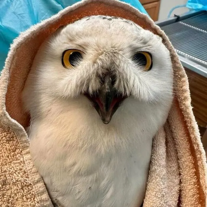 48 Funny Owl Moments During Vet Checkups Where They Had To Be Wrapped In Towels Like Burritos