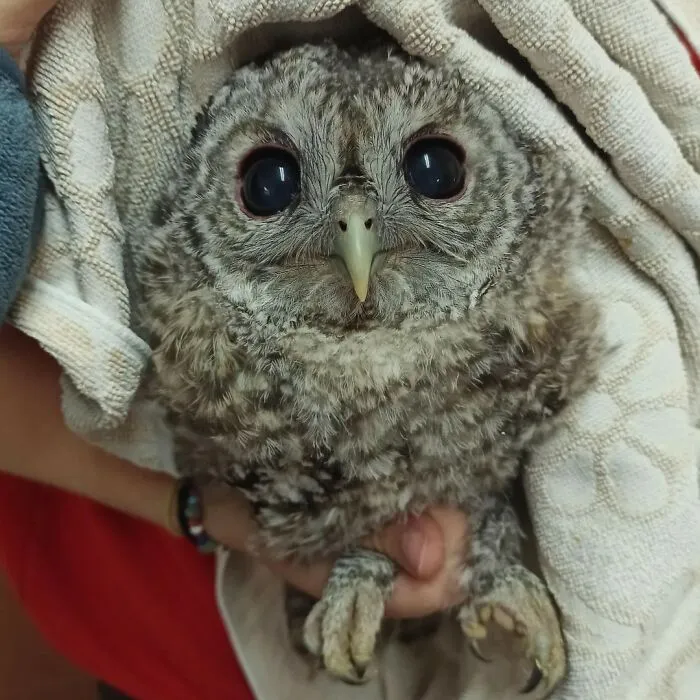 48 Funny Owl Moments During Vet Checkups Where They Had To Be Wrapped In Towels Like Burritos