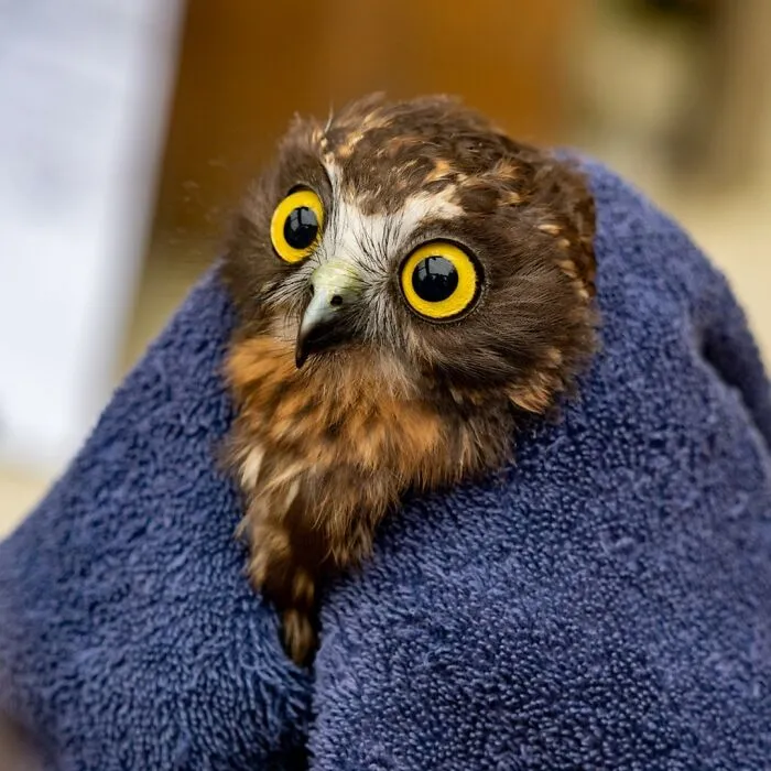 48 Funny Owl Moments During Vet Checkups Where They Had To Be Wrapped In Towels Like Burritos