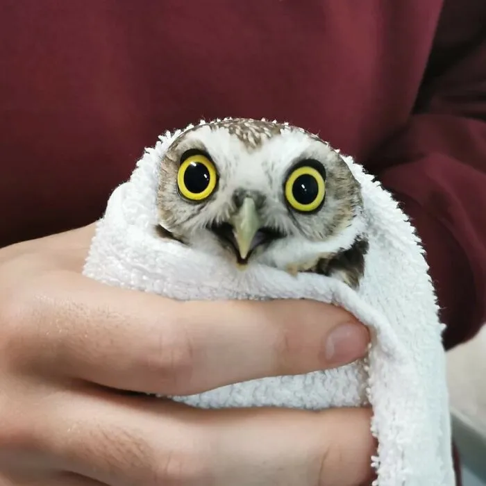 48 Funny Owl Moments During Vet Checkups Where They Had To Be Wrapped In Towels Like Burritos