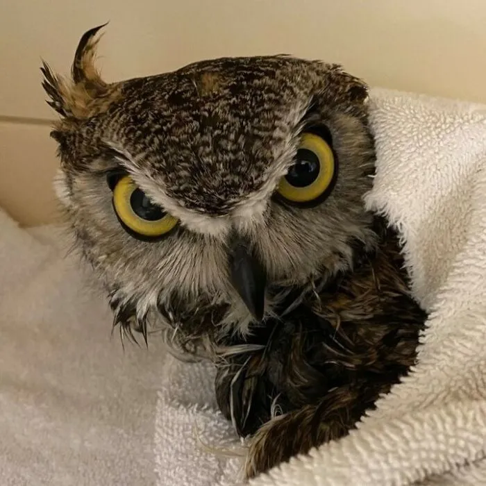 48 Funny Owl Moments During Vet Checkups Where They Had To Be Wrapped In Towels Like Burritos