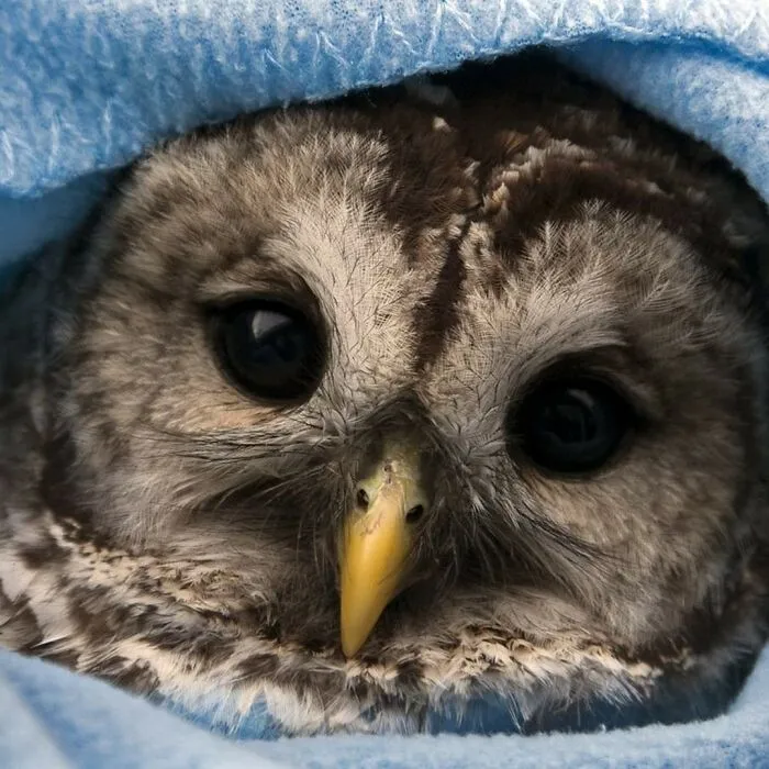 48 Funny Owl Moments During Vet Checkups Where They Had To Be Wrapped In Towels Like Burritos