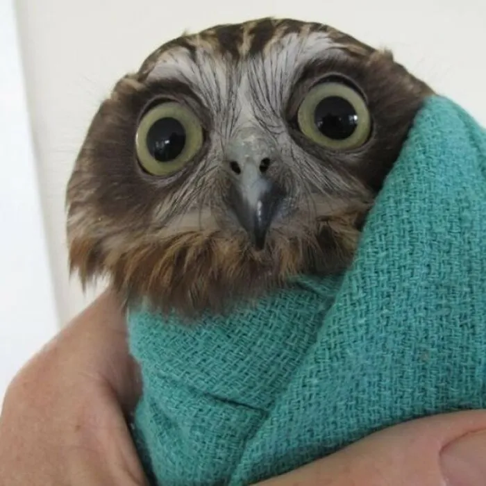 48 Funny Owl Moments During Vet Checkups Where They Had To Be Wrapped In Towels Like Burritos