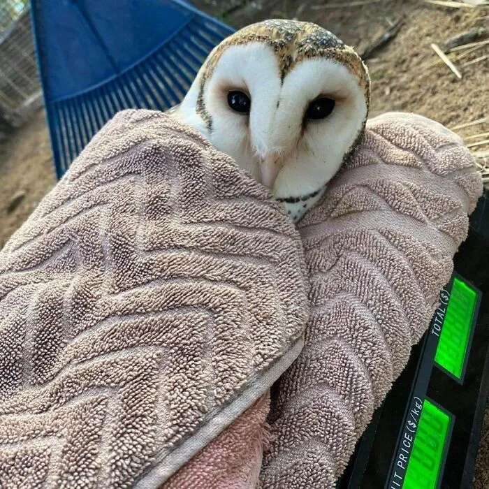 48 Funny Owl Moments During Vet Checkups Where They Had To Be Wrapped In Towels Like Burritos