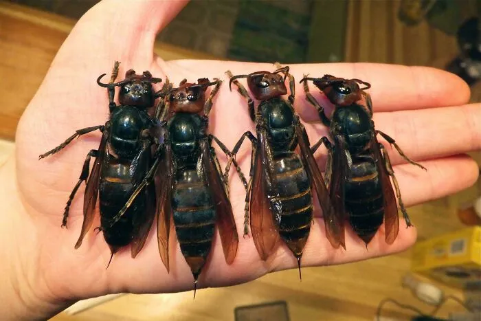 El avispón gigante japonés es la avispa más grande y puede picarte con un ácido que disuelve la carne y que actúa como feromona para indicar a otros avispones que te ataquen.