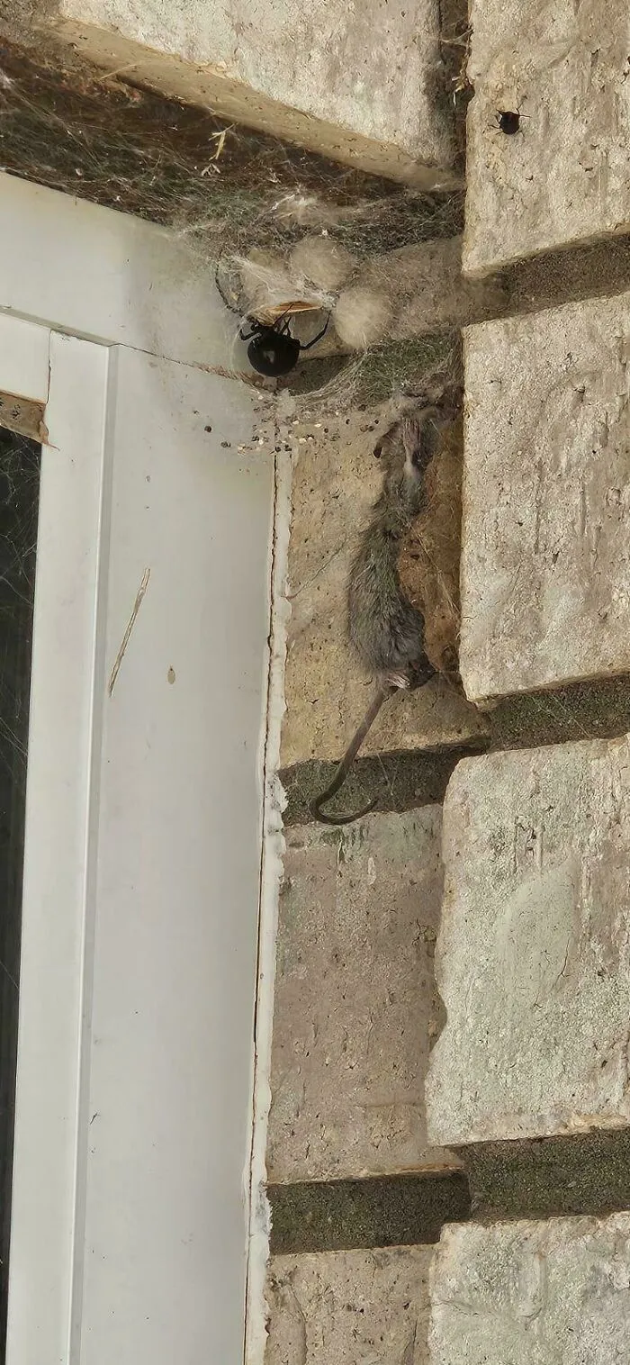 Araña negra cazando y envolviendo una rata muerta en tela, imagen aterradora y inquietante en pared de piedra.