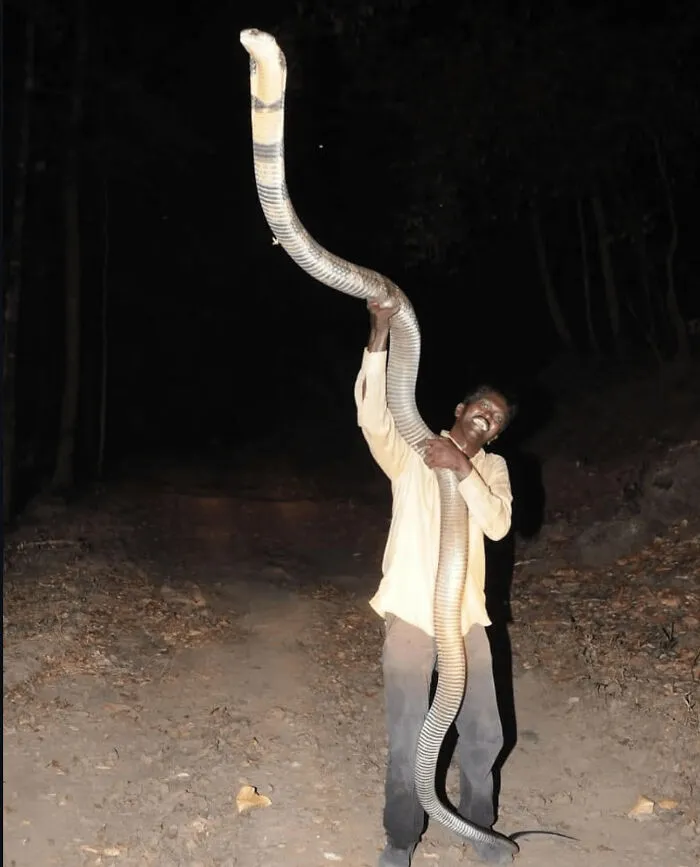 Rey cobra