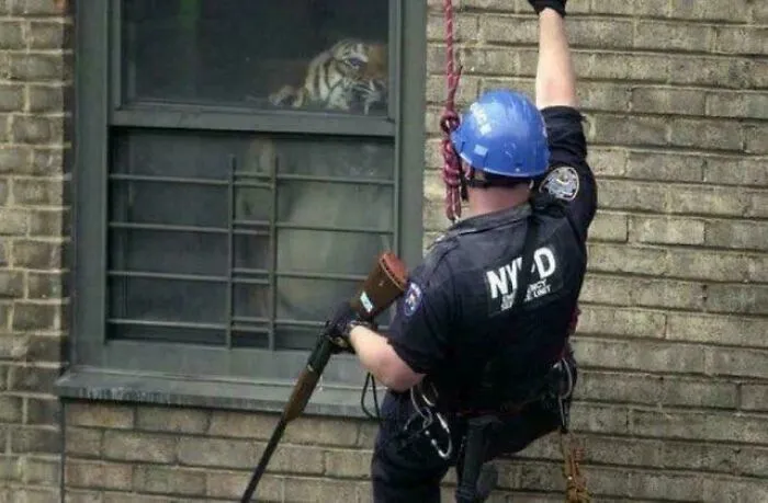 En 2003, un oficial de policía de Nueva York se encontró cara a cara con Ming, un tigre de 159 kilos que vivía en secreto en un apartamento