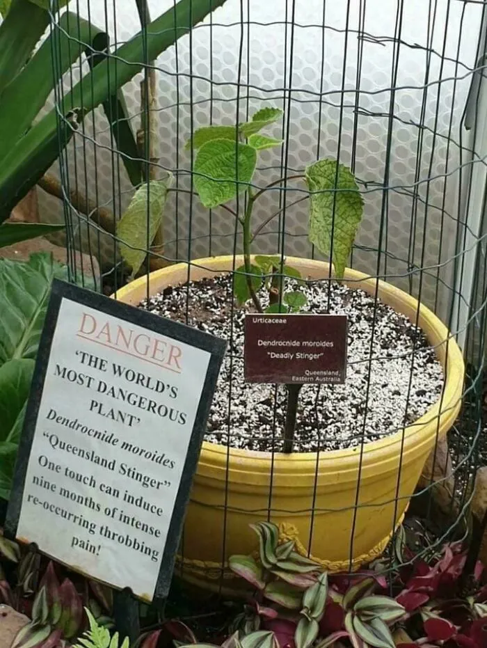 Only In Australia: A Plant That Can Cause Severe Pain For Years