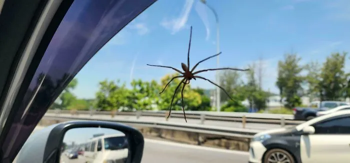 Large spider on car window with blurred highway and vehicles outside, a disturbing photo that might make you sleep with lights on