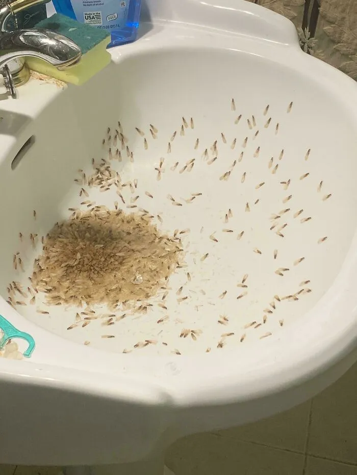 Sink filled with dozens of small insects clustered and scattered, a disturbing and creepy sight for unsettling photos.
