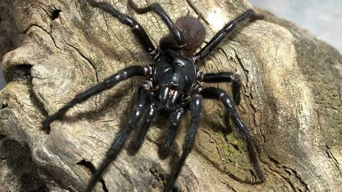 La araña más venenosa del planeta Tierra, recién descubierta, fue bautizada como "Newcastle Big Boy". Y, por supuesto, vive en Australia, ¿dónde si no?