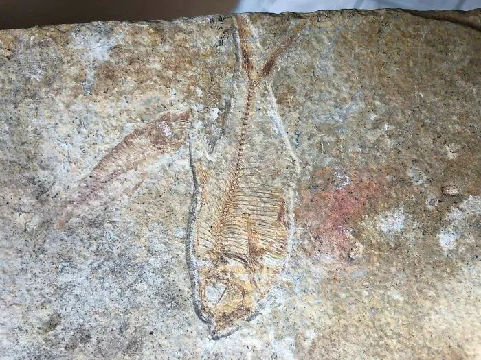My Wife And I Are Upgrading Our Kitchen. We Found This Fossil Under The Floor Boards