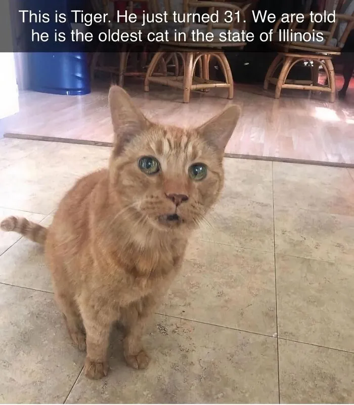 50 Animal Memes That Help People Forget Heavy Thoughts And Bring Smiles And Laughter