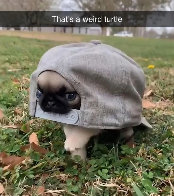 50 Animal Memes That Help People Forget Heavy Thoughts And Bring Smiles And Laughter