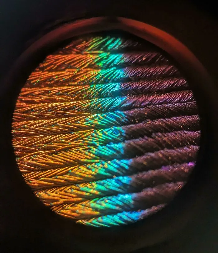 Peacock Feather Shows The Full Spectrum Under A Microscope