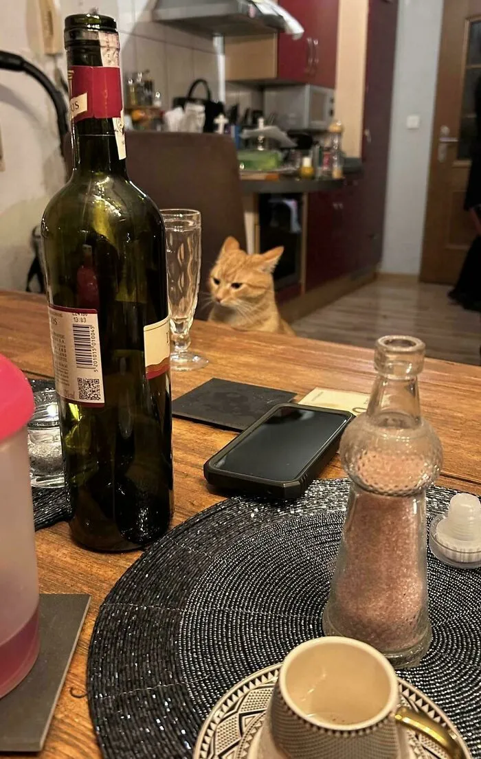 This Is Lynch. Lynch Hates Having Guests Over For Christmas