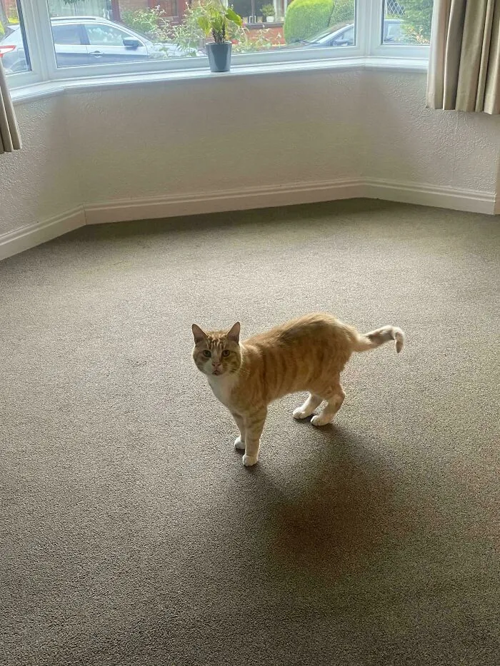 I Bought A House And This Guy Ran Inside Immediately. Apparently The Elderly Woman Who Lived Here Had Him, So I Guess I Have A Cat Now??